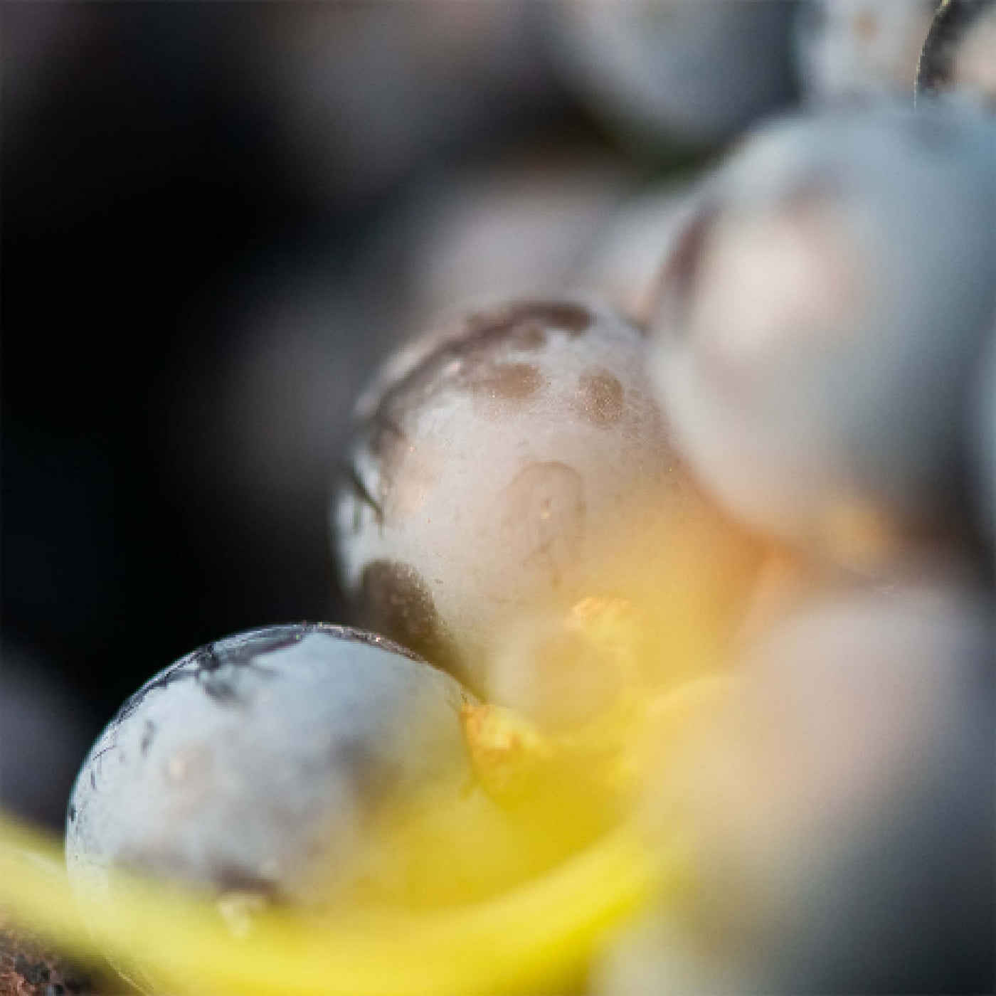 Beau Domaine by Brad Pitt & Famille Perrin